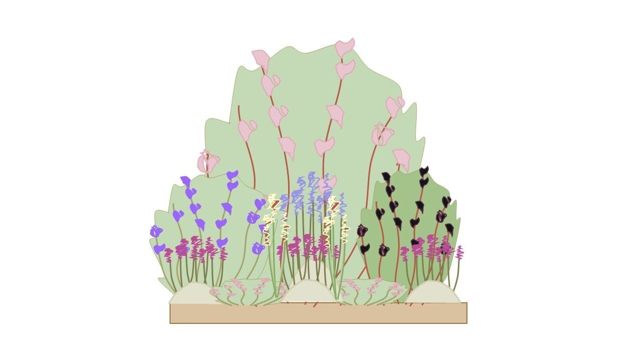 Cottage Garden Border  Planting Plan A 1m x1m