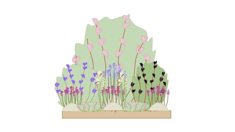 Cottage Garden Border  Planting Plan A 1m x1m