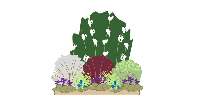 Evergreen Border Planting Plan C 1m x1m