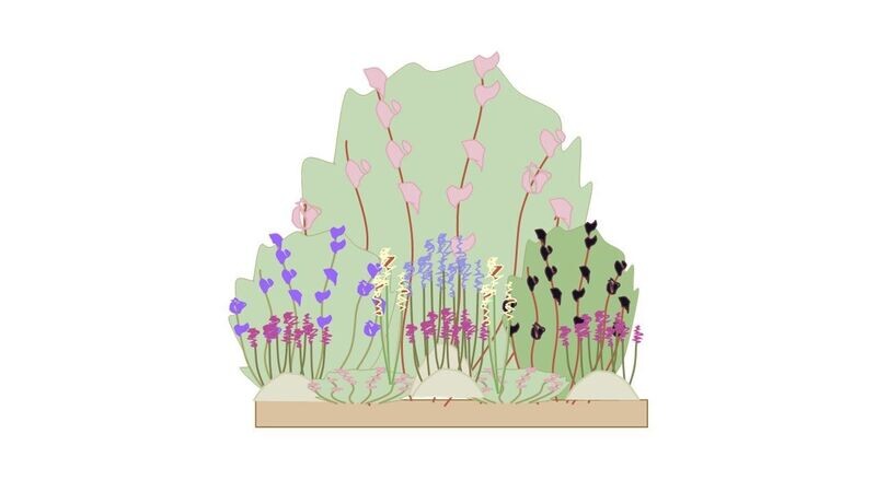 Evergreen Border Planting Plan A 1m x1m