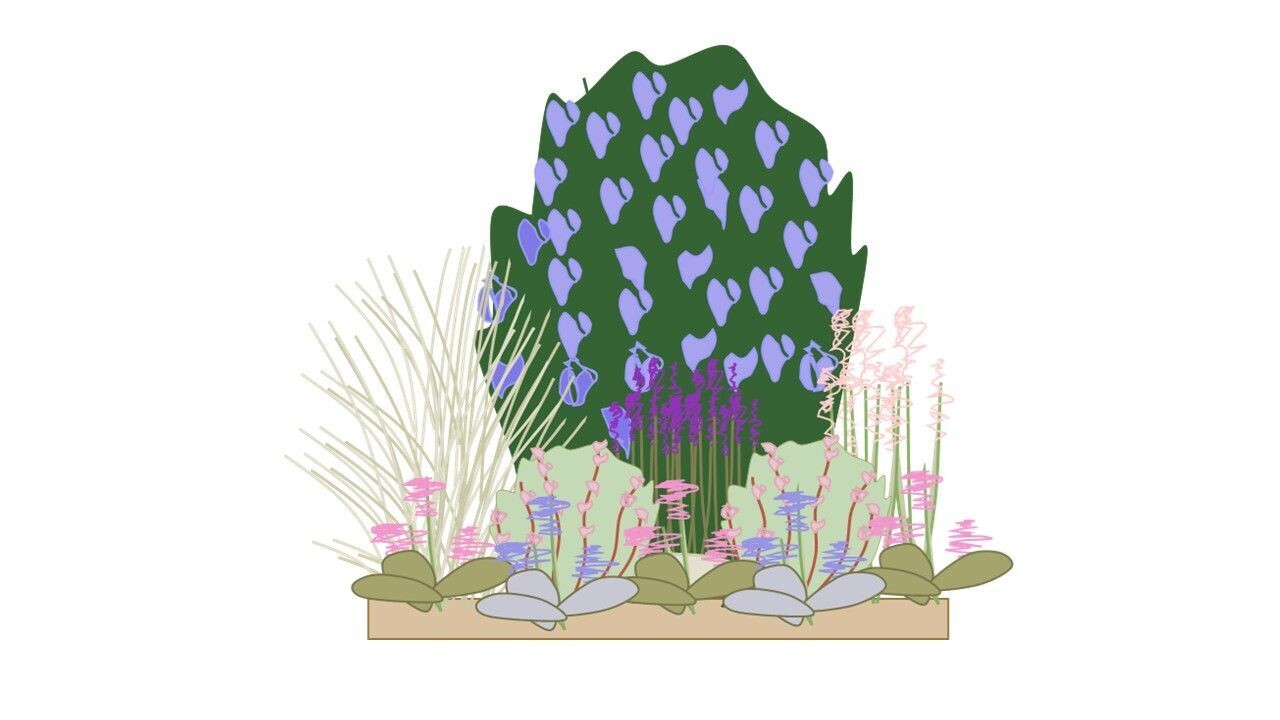Evergreen Border Planting Plan  B 1m x1m