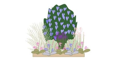 Evergreen Border Planting Plan  B 1m x1m