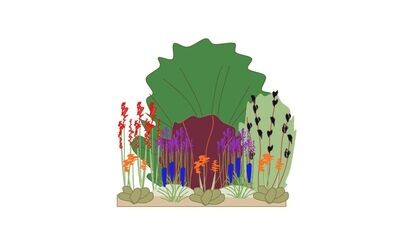 Modern Border Planting Plan C 1m x1m