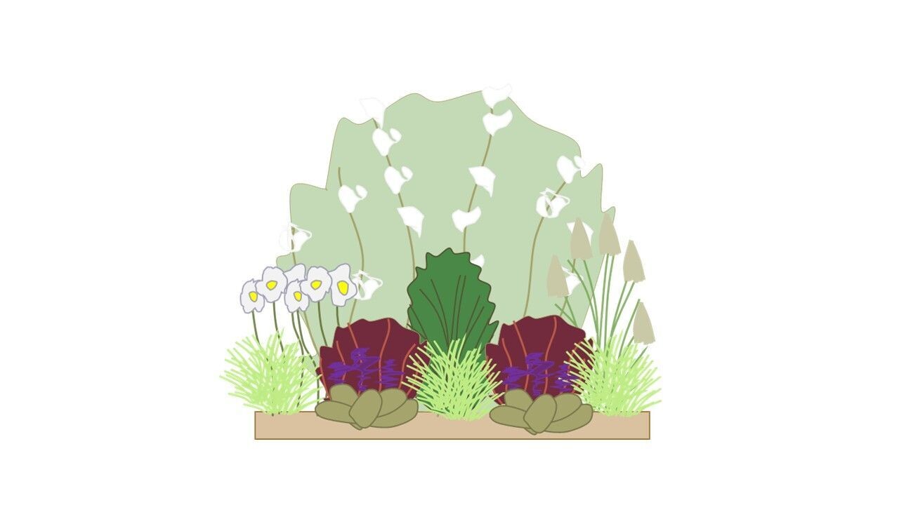 Modern Border Planting Plan B 1m x1m