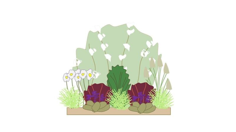 Modern Border Planting Plan B 1m x1m