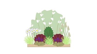 Modern Border Planting Plan B 1m x1m