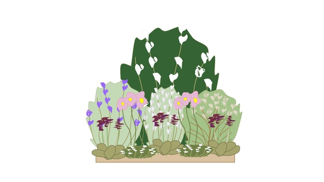 Shady Border Planting Plan A 1m x1m
