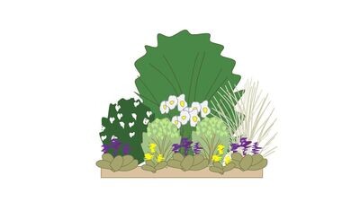 Shady Border Planting Plan B 1m x1m