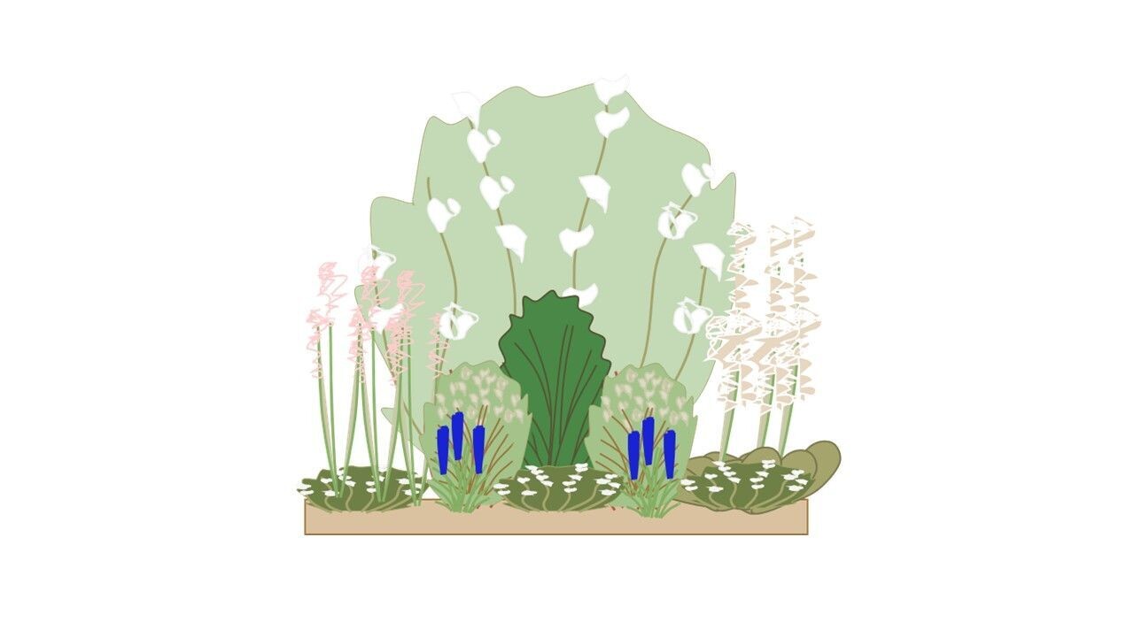 Shady Border Planting Plan C 1m x1m