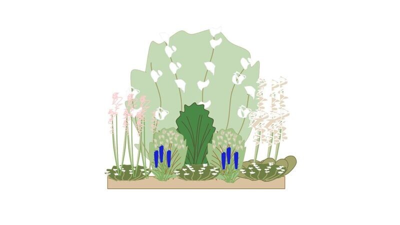 Shady Border Planting Plan C 1m x1m