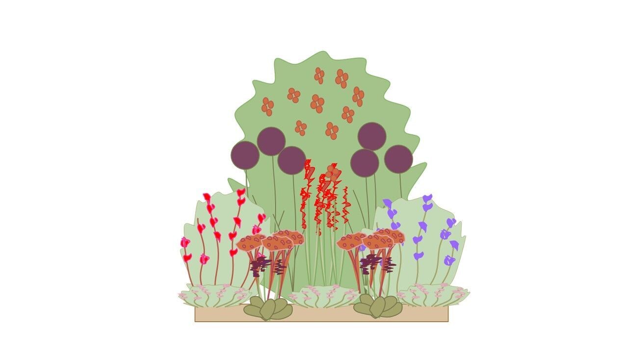 FREE - Wildlife Border Planting Plan A 1m x1m