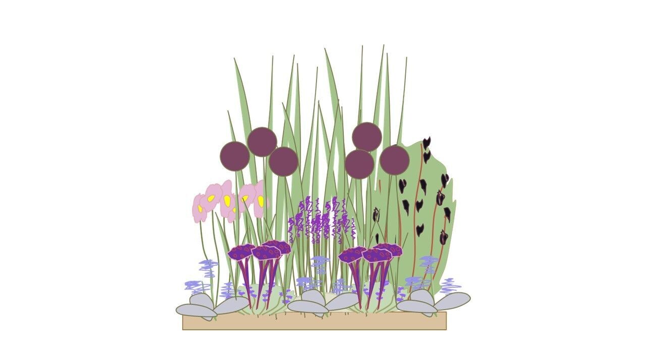 Sunny Border Planting Plan A 1m x1m