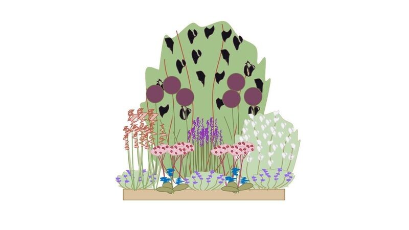 Wildlife Border Planting Plan B 1m x1m