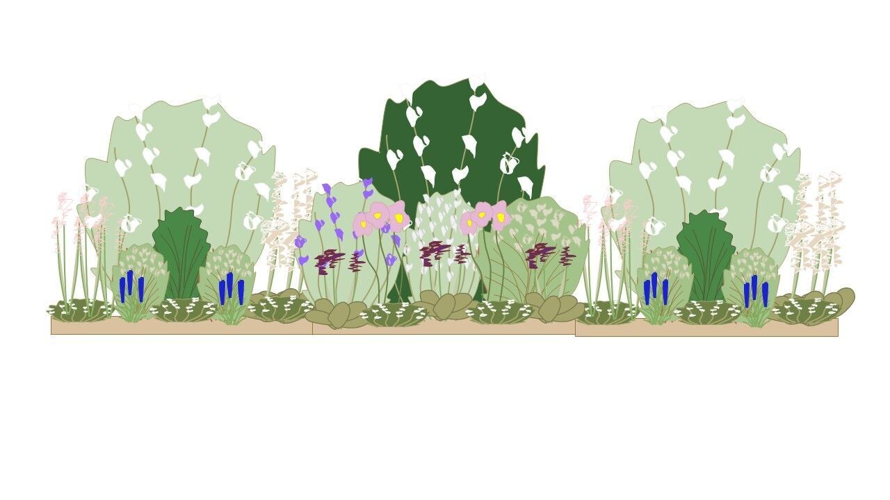 Shady Border Planting Plan 3m x 1m