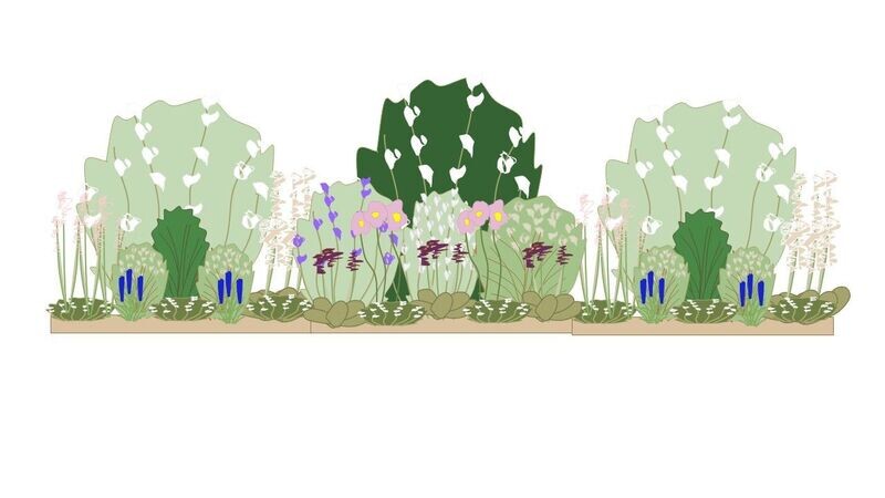 Shady Border Planting Plan 3m x 1m