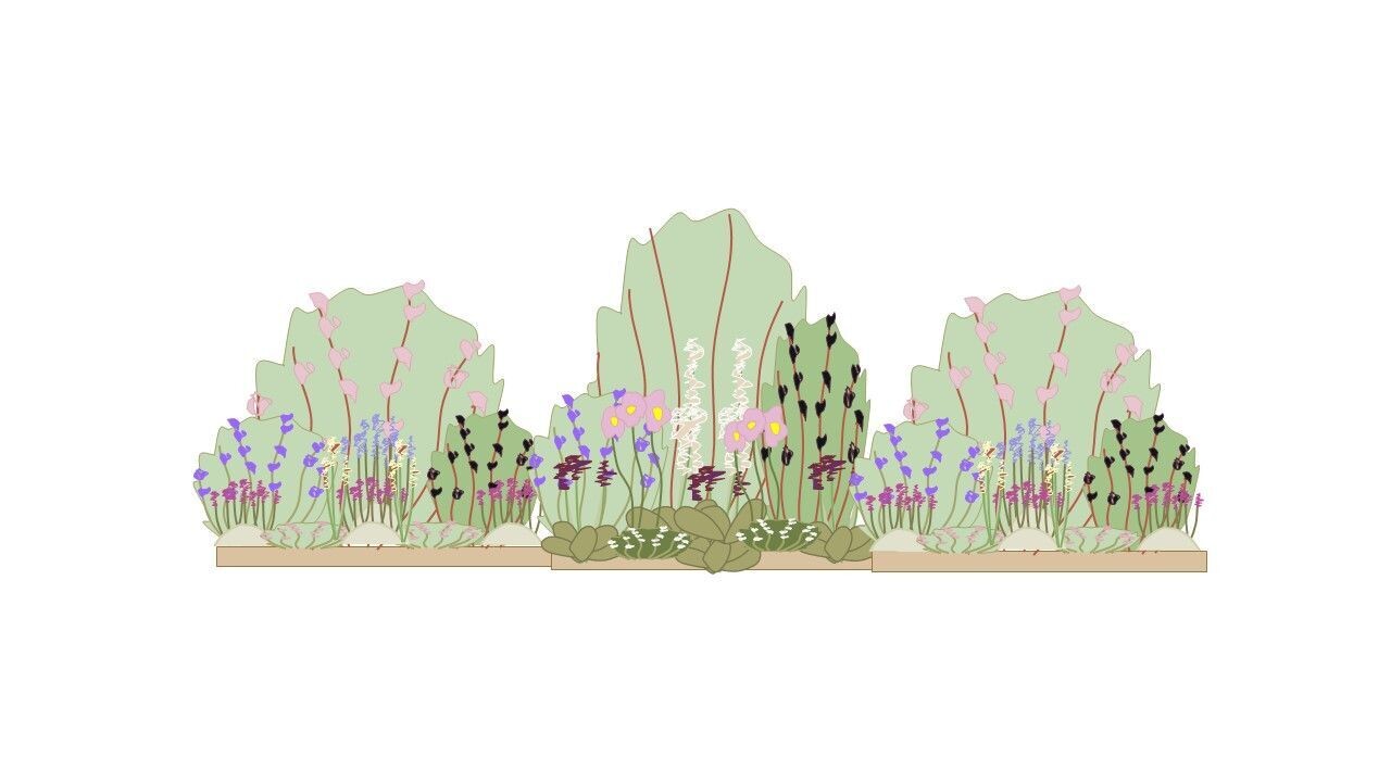 Cottage Garden Border Planting Plan 3m x 1m
