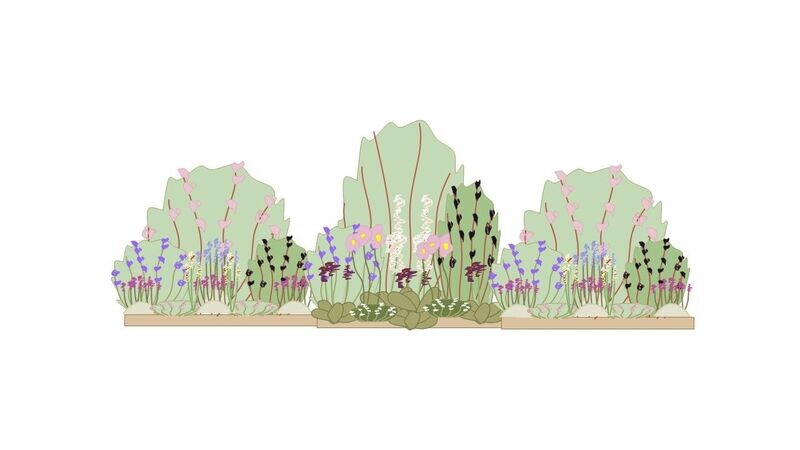 Cottage Garden Border Planting Plan 3m x 1m