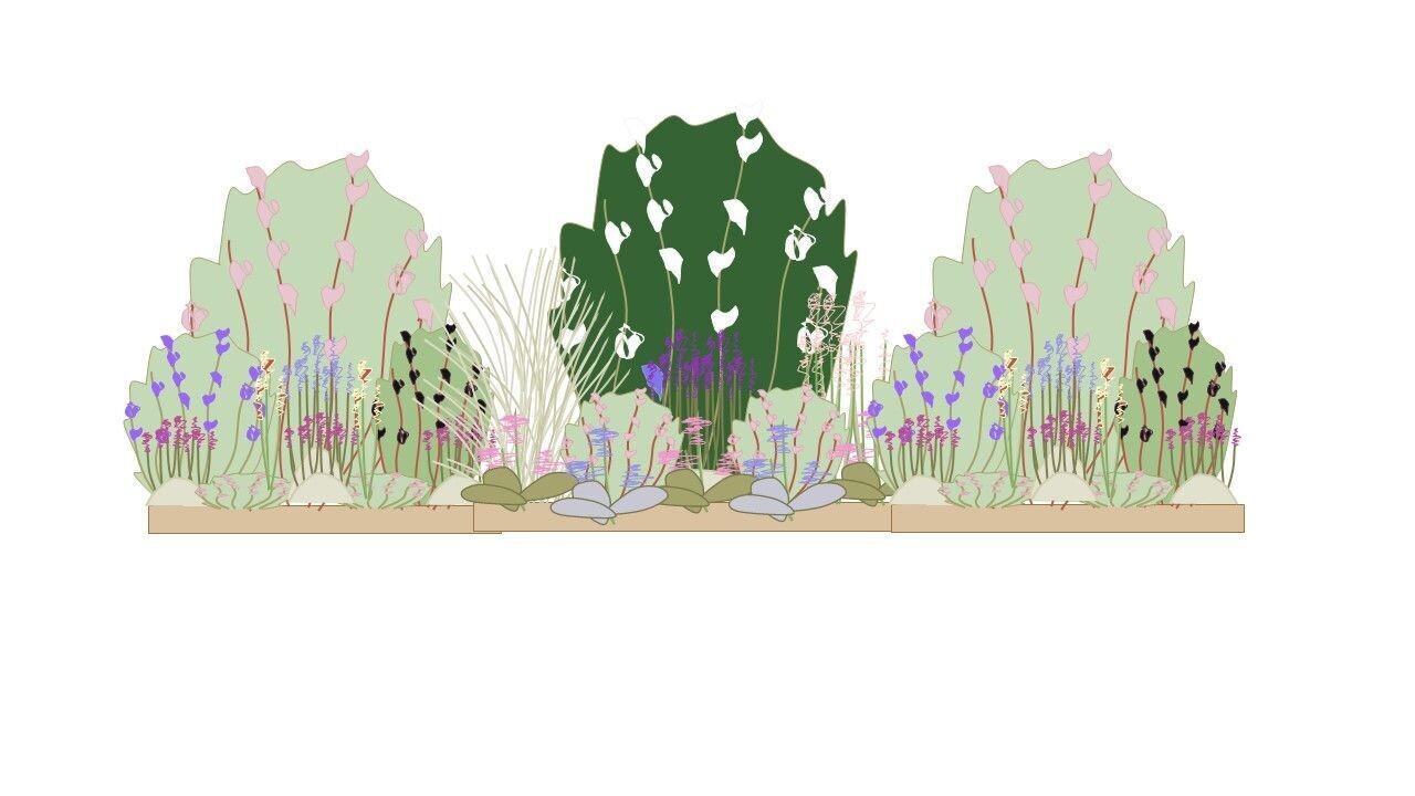 Evergreen Border Planting Plan 3m x 1m