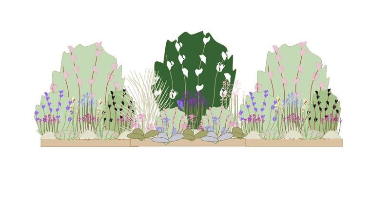 Evergreen Border Planting Plan 3m x 1m