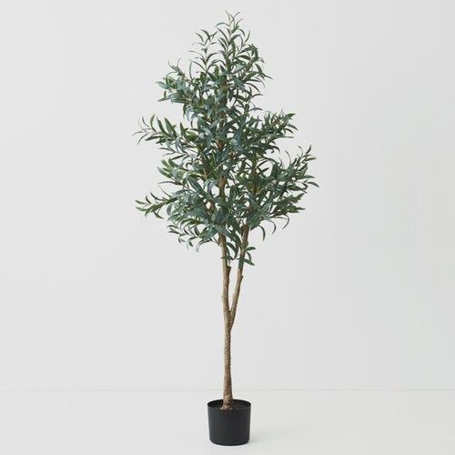 Olive Tree