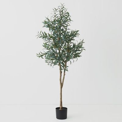Olive Tree