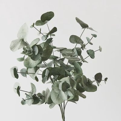 Eucalyptus Silver Dollar Bush Forest Green 55cm
