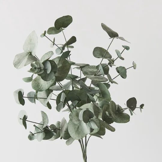 Eucalyptus Silver Dollar Bush Forest Green 55cm