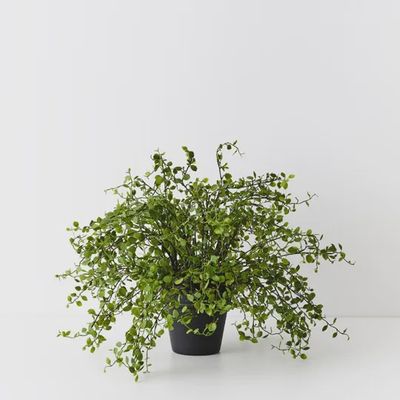 Maidenhair Vine Plant Green 36cm