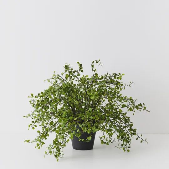 Maidenhair Vine Plant Green 36cm