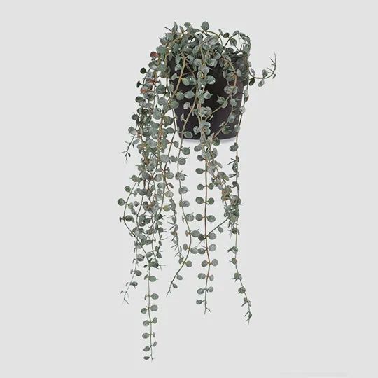 Fern Button Hanging Bush in Pot Dark Green 40cm
