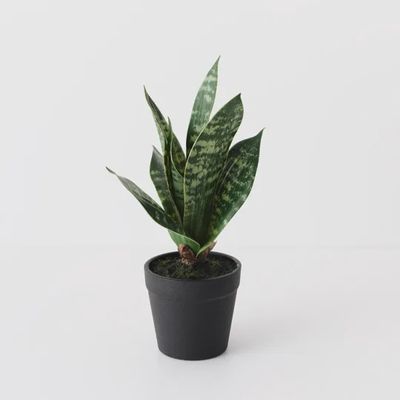 Sansevieria Plant Green 19cm