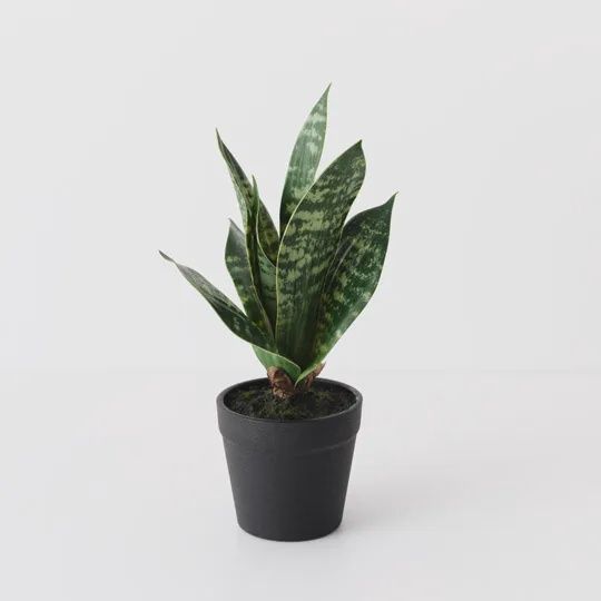 Sansevieria Plant Green 19cm