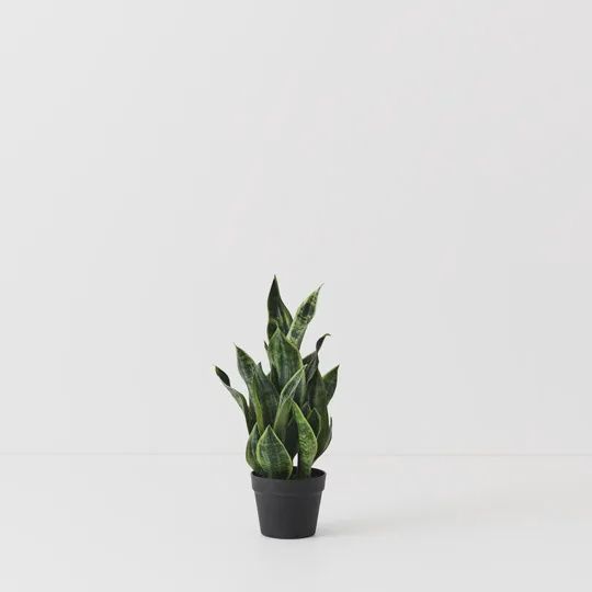 Sansevieria Plant Green 51cm