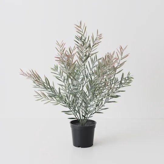 Acacia Leaf Plant