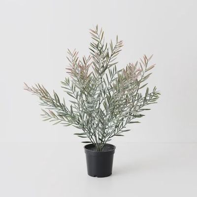 Acacia Leaf Plant