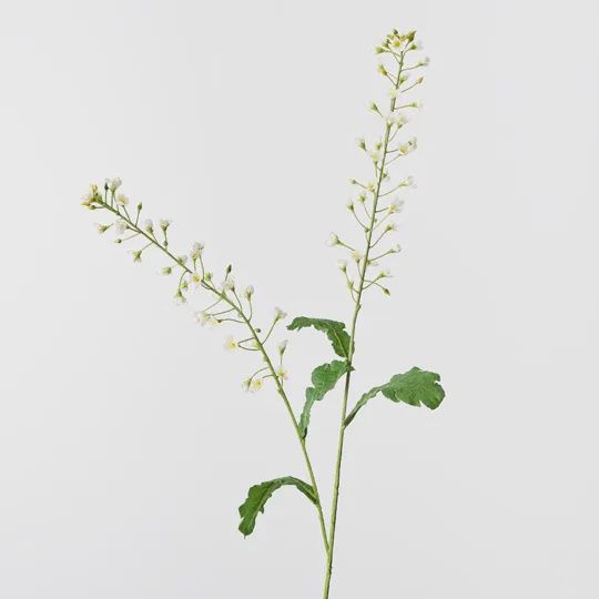 Canola Spray White