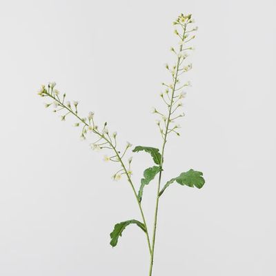 Canola Spray White