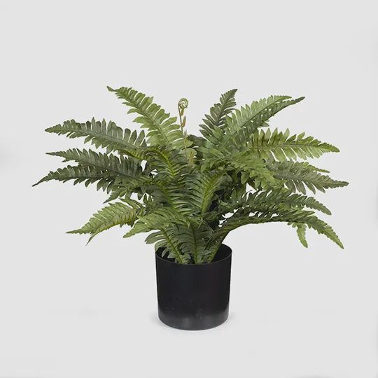 Fern Boston In Pot