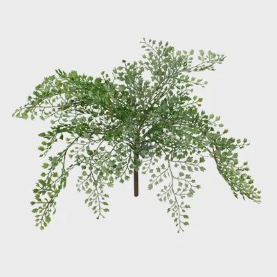 Fern Maidenhair Bush - Green
