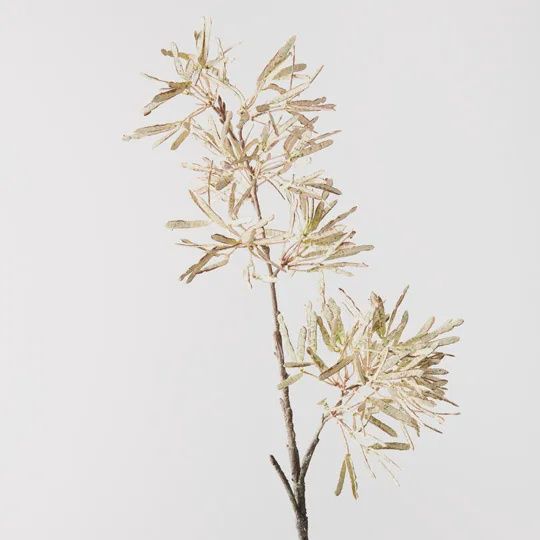 Jequirity Bean Spray - Cream Brown