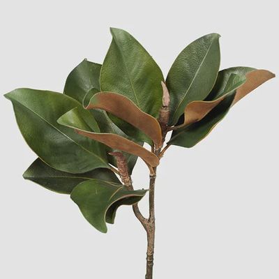 Magnolia Foliage - Green