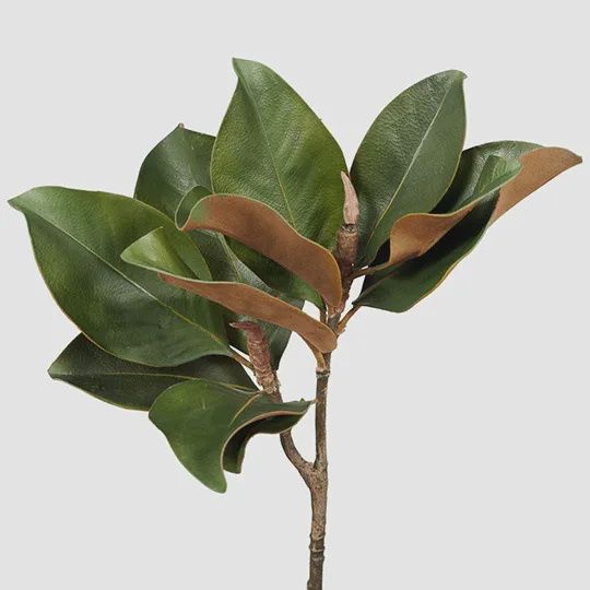 Magnolia Foliage - Green