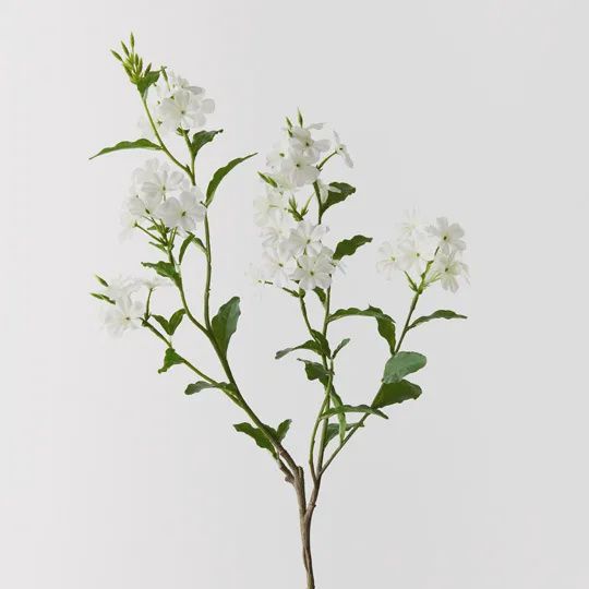 Plumbago - White