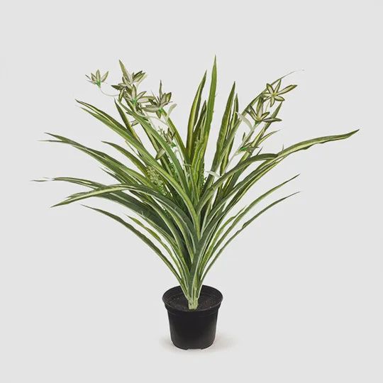 Spider Plant in Pot - Green White