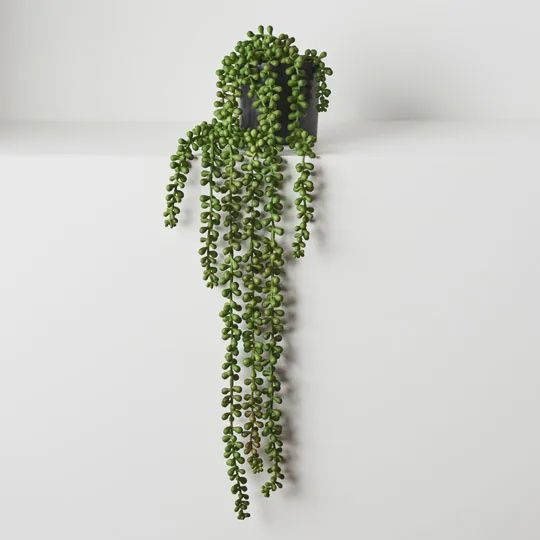 String of Pearls in Pot - Green