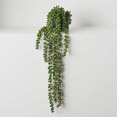 String of Pearls in Pot - Green