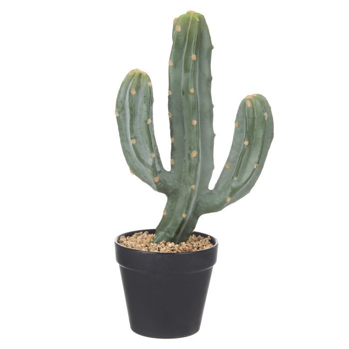 Saguaro Cactus