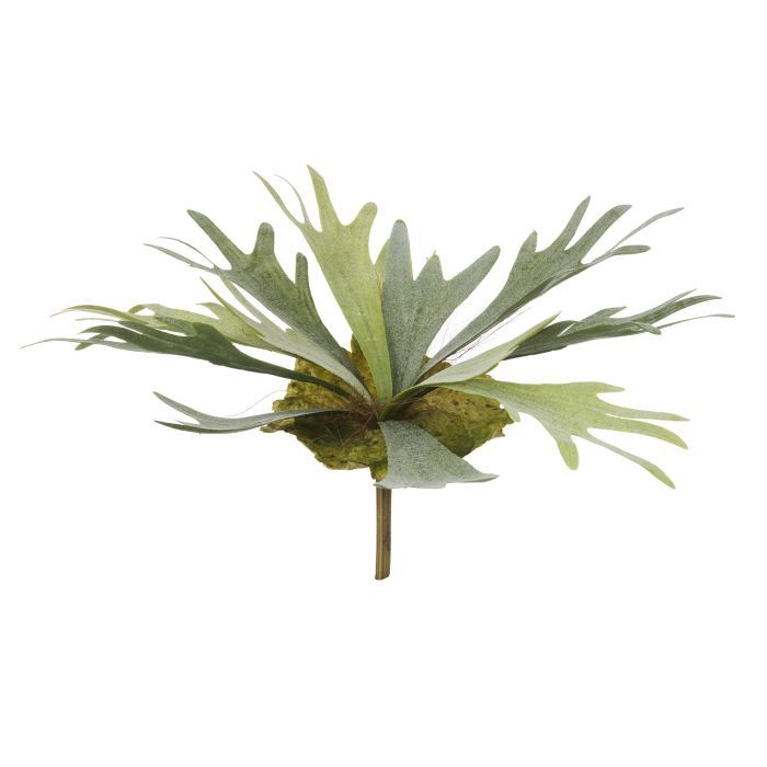 Staghorn 32cm