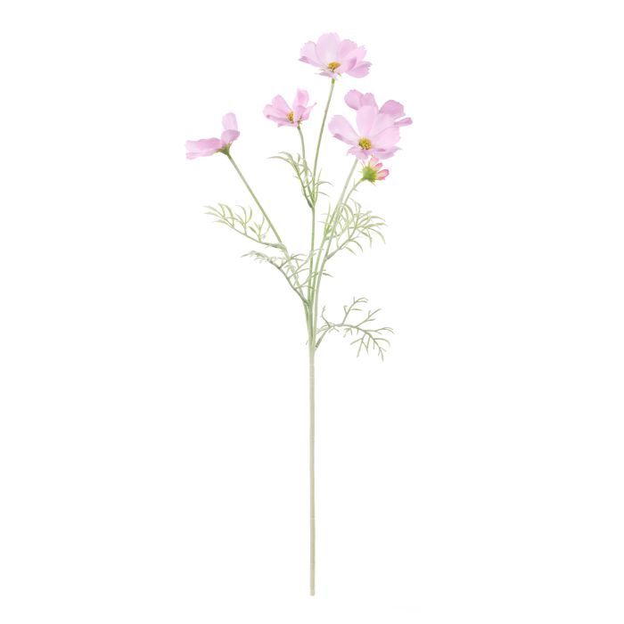 Cosmos Flower Light Pink
