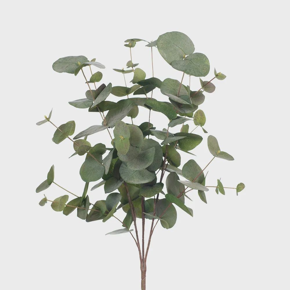 Eucalyptus Silver Dollar Bush - Green Grey 55cm